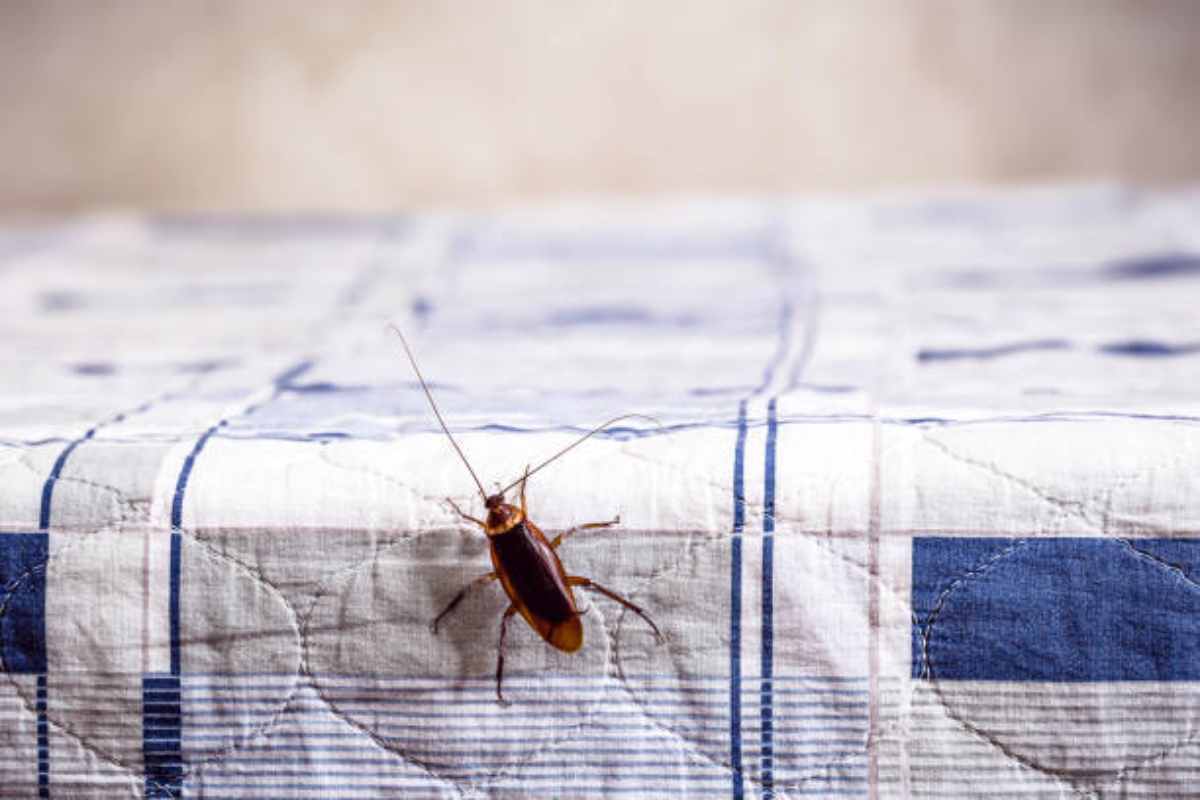 Perché ci sono molti insetti in casa